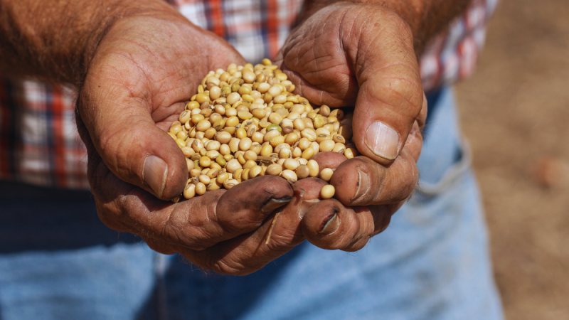 As President Donald Trump and Chinese leader Xi Jinping prepare to meet Thursday, one soft-spoken U.S. export star will take center stage: soybeans. The humble crop, a $30 billion pillar of U.S. agriculture exports, has become a powerful symbol of the economic interdependence and political tension between Washington and Beijing. In short, soybeans have come to embody the volatility of the U.S.–China trade war. Beijing halted purchases of American soybeans on the heels of retaliatory tariffs on the crop, responding to Trump’s earlier duties on Chinese goods. China pivoted to suppliers in Brazil and Argentina, a move that underscored how quickly global trade patterns can shift and how vulnerable U.S. farmers are to diplomatic rifts between Washington and Beijing.What began as tit-for-tat posturing between the world’s two largest economies has turned into a symbolic and economic gut punch for Trump’s rural base, whose livelihoods depend on the very trade ties now caught in the crossfire.According to the American Soybean Association, the U.S. has traditionally served as China’s leading soybean source. Prior to the 2018 trade conflict, roughly 28% of U.S. soybean production was exported to China. Those crop exports fell sharply to 11% in 2018 and 2019, recovered to 31% by 2021 amid pandemic-era demand and eased back to 22% in 2024.But some policy experts argue that China’s shift away from U.S. soybeans was already underway.‘China was always going to reduce its reliance on the United States for food security,’ Bryan Burack, a senior policy advisor for China and the Indo-Pacific at the Heritage Foundation told Fox News Digital. ‘China started signing purchase agreements with other countries for soybeans well before President Trump took office,’ he said, adding that Beijing has ‘been decoupling from the U.S. for a long time.’‘Unfortunately, the only way for us to respond is to do the same and that process is painful and excruciating,’ Burack said.But for farmers thousands of miles from Washington and Beijing, those policy shifts translate into shrinking markets and tighter margins.‘We rely on trade with other countries, specifically China, to buy our soybeans,’ Brad Arnold, a multigenerational soybean farmer in southwestern Missouri, told FOX Business. He said that China’s decision to boycott U.S. soybean purchases ‘has huge impacts on our business and our bottom line.’‘There are domestic uses for soybeans, looking at renewable diesel, biodiesel specifically produced from soybeans,’ Arnold said. ‘In the grand scheme of things, that’s such a small percentage currently, you know it’s going to take a customer like China to buy beans to make a noticeable impact. You can’t take our number one customer, shut them off and just overnight find a replacement.’That reliance on China adds new weight to the diplomatic stage this week, as Trump and Xi prepare to meet in South Korea. The two leaders will meet on the sidelines of the Asia-Pacific Economic Cooperation Summit in Busan, South Korea, marking their first in-person talks since Trump’s return to office. Ahead of the meeting, Treasury Secretary Scott Bessent said he expected China to delay rare earth restrictions and resume U.S. soybean purchases, calling it part of a ‘substantial framework’ both sides aim to maintain. Bessent also said that trade negotiations were moving toward averting a fresh 100% U.S. tariff on Chinese goods.And in a possible gesture of easing tensions, Reuters reported that China bought around 180,000 metric tons of U.S. soybeans in the run-up to Trump and Xi’s meeting.Whether it marks a true thaw in U.S.–China trade relations or just a temporary reprieve, the purchase underscores how deeply intertwined diplomacy and agriculture remain.<i>Fox Business’ Eric Revell contributed to this report.</i>This post appeared first on FOX NEWS